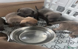 Mixed Breed dogs for sale: Frenchi staffs - Image 3