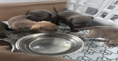 Mixed Breed dogs - Advert 11