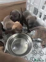 Mixed Breed dogs - Advert 3