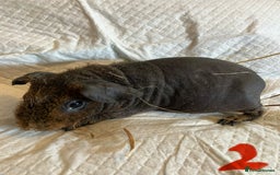 Guinea Pig rodents for sale: Skinny pig and smooth haired Guinea pigs - Image 3