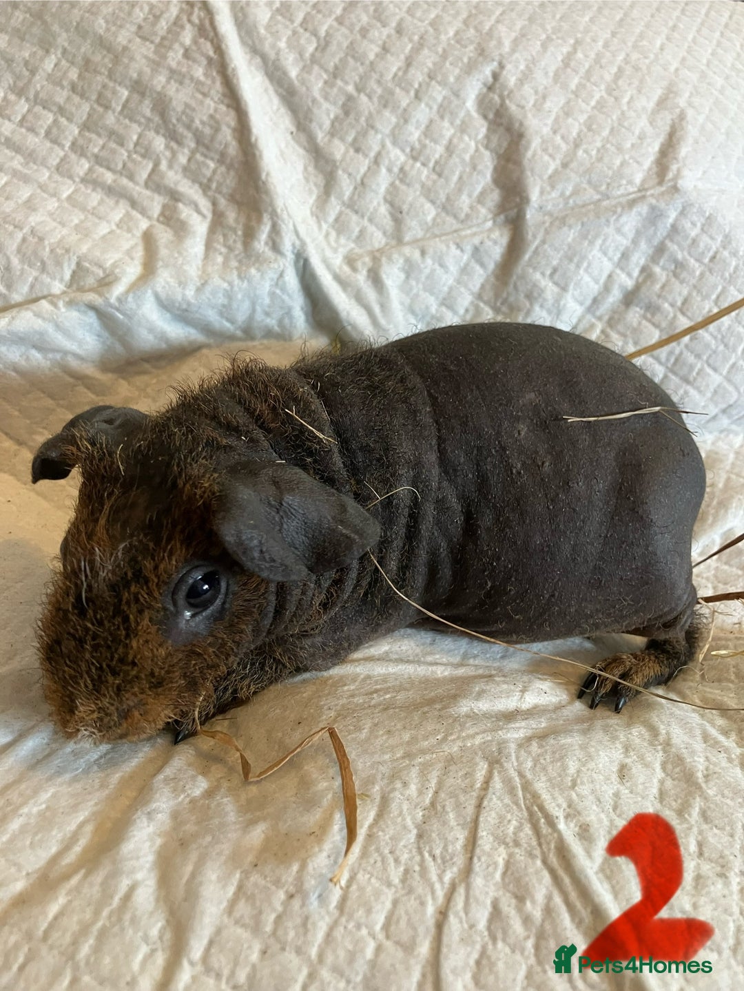 Guinea Pig rodents for sale: Skinny pig and smooth haired Guinea pigs - Image 3