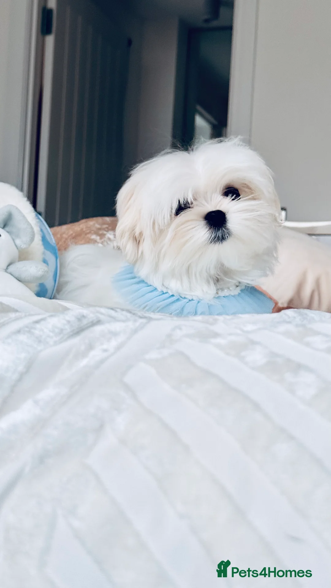 Maltese dogs for sale: 💎Last Boy Full Korean Maltese  Available💎 - Advert 8