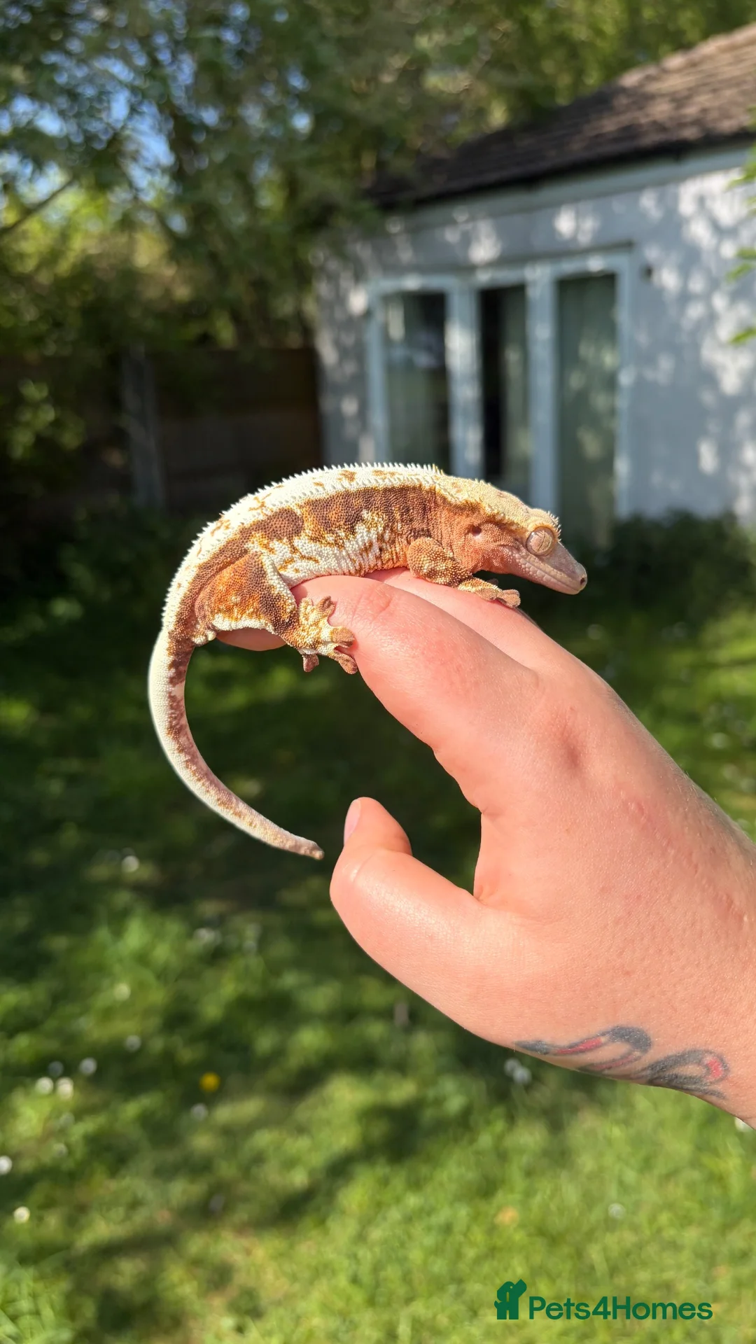 Gecko reptiles for sale: Female Lily-White - Advert 1