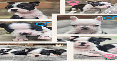 Boston Terrier dogs - Advert 5
