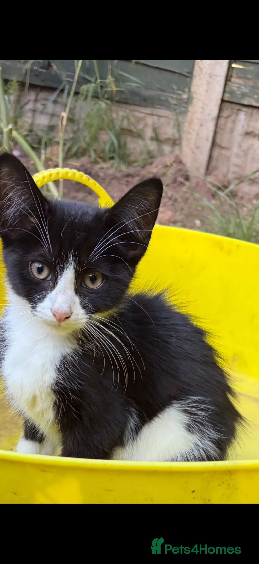 Mixed Breed cats for sale: Last kitten boy looking for a forever family  - Advert 3