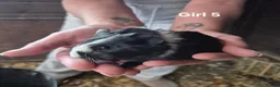 Guinea Pig rodents for sale: Mixed litter of Guinea pigs - Advert 10