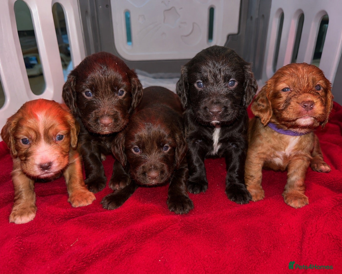 Cocker Spaniel dogs Kc registered working cocker spaniel puppies - Advert 13