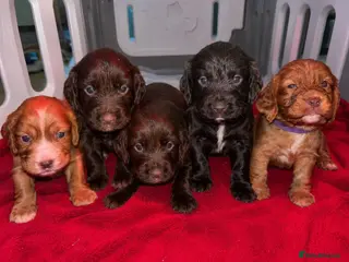 Cocker Spaniel dogs Kc registered working cocker spaniel puppies - Advert 13