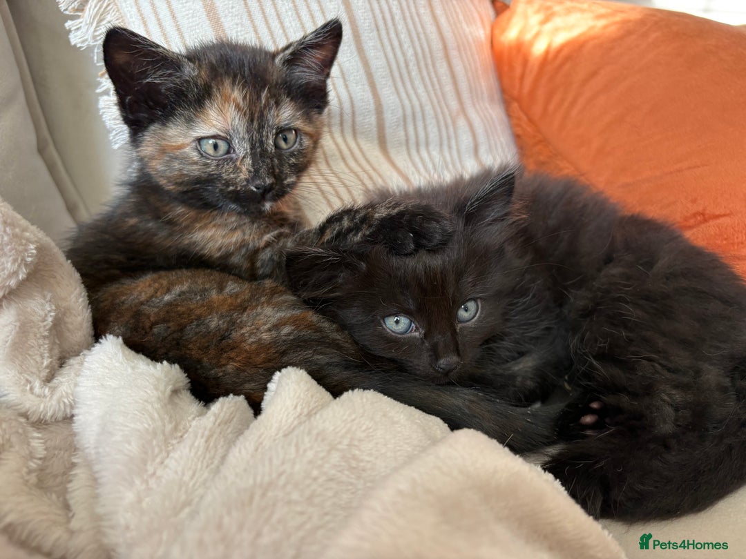 Mixed Breed cats for sale: Beautiful kittens for sale one boy one girl  - Image 2