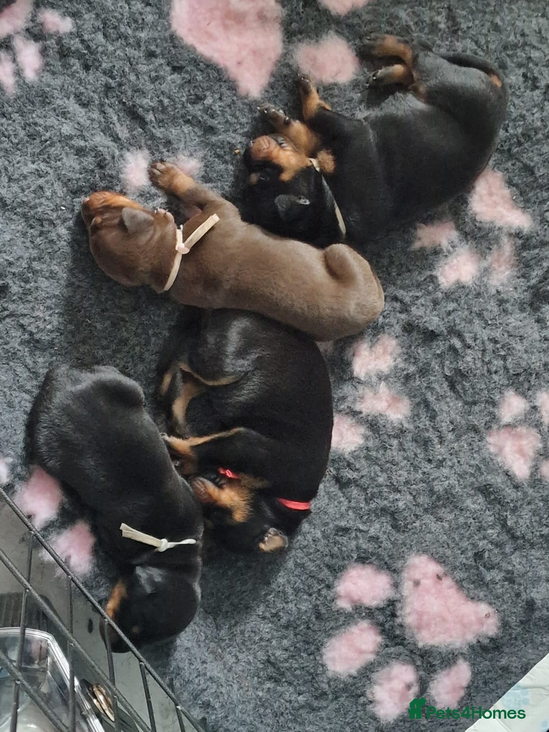 Dobermann dogs for sale: Doberman puppies - Image 8