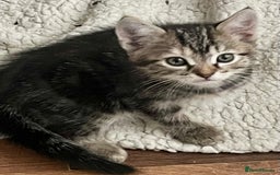 Mixed Breed cats for sale: Kittens  - Image 17