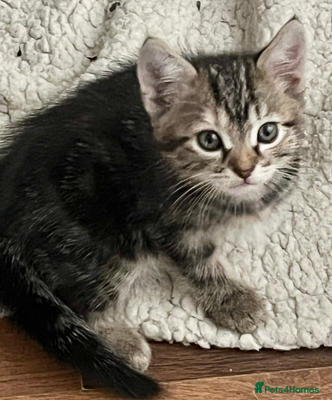 Mixed Breed cats for sale: Kittens  - Image 17