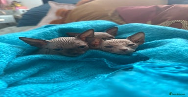 Sphynx cats - Advert 7