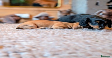 Miniature Dachshund dogs - Advert 5