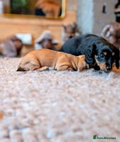 Miniature Dachshund dogs - Advert 7