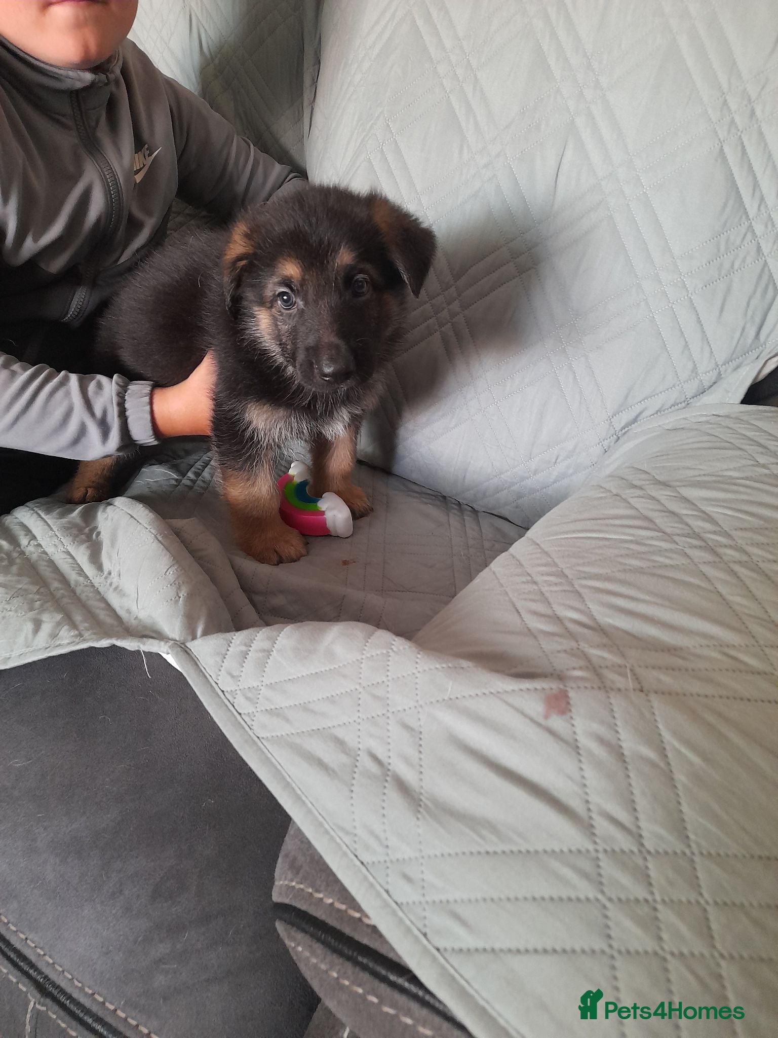 German Shepherd dogs Straight backed german shepherd puppies - Advert 5