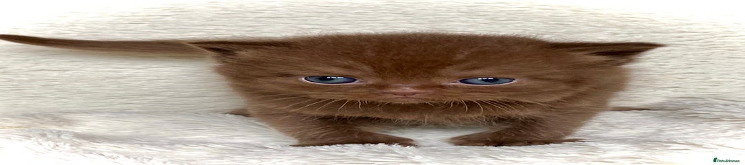 British Longhair Kitten 1