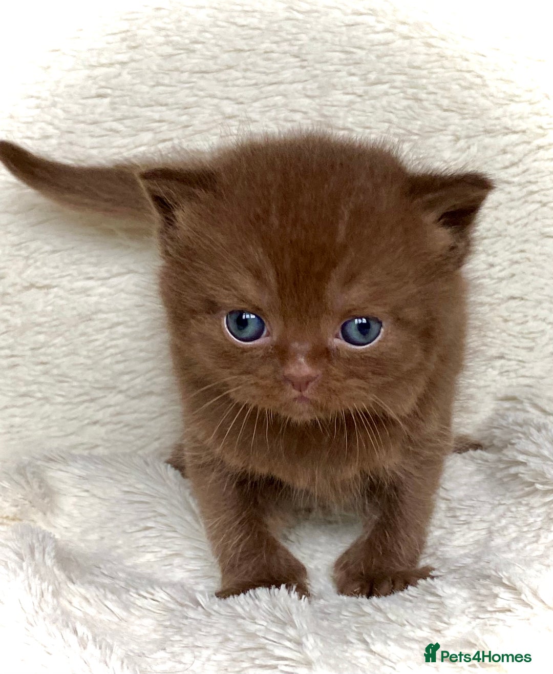 British Longhair cats for sale: Excellent show class kittens  - Image 7