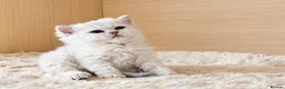 Selkirk Rex cats for sale: Beautiful Selkirk Rex Shorthair Kittens  - Advert 6