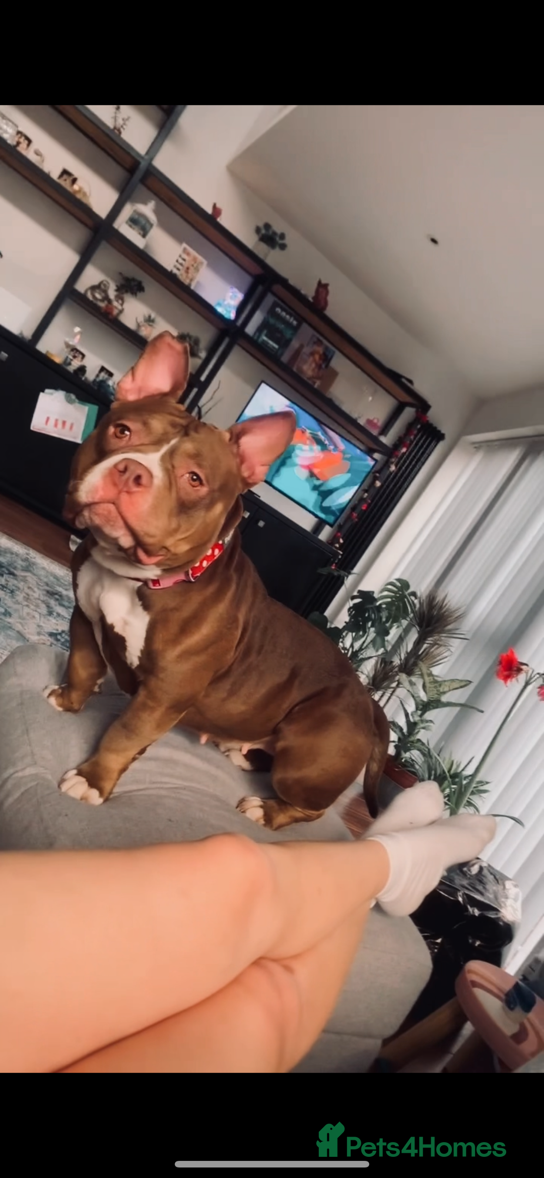 Mixed Breed dogs for sale: Stunning female pocket bully age 3 - Image 3