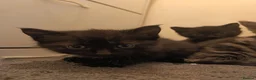 Mixed Breed cats for sale: Kittens for sale  in Wrexham - Advert 20
