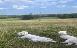 Maltese dogs for sale: Rehome for our beloved dogs - Image 6