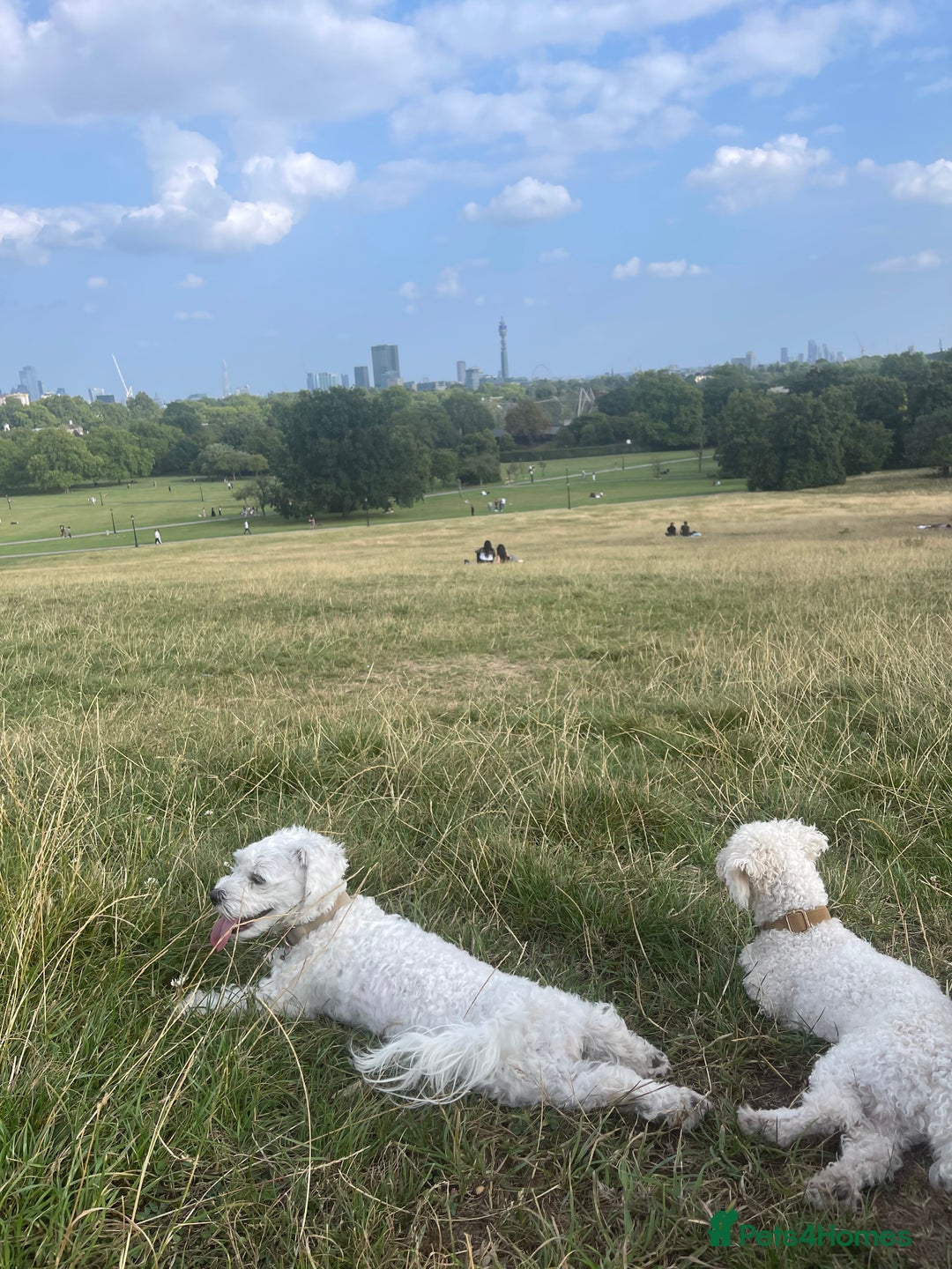 Maltese dogs for sale: Rehome for our beloved dogs - Image 6