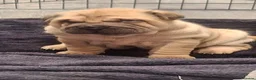 Shar Pei dogs for sale: 5 sharpei pups. Mixture of colours and coats - Advert 8