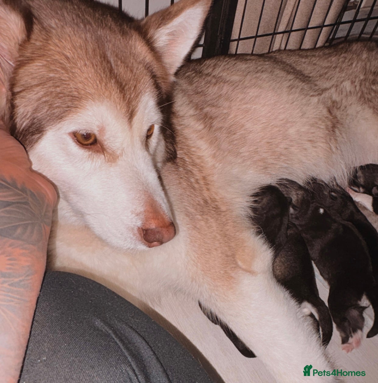 Utonagan dogs Alaskan malamutes x Siberian husky  - Advert 3