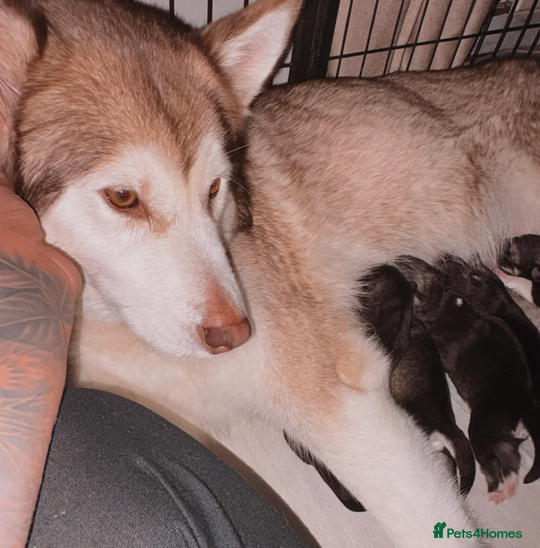 Utonagan dogs for sale: Alaskan malamutes x Siberian husky  in Fraserburgh - Advert 1