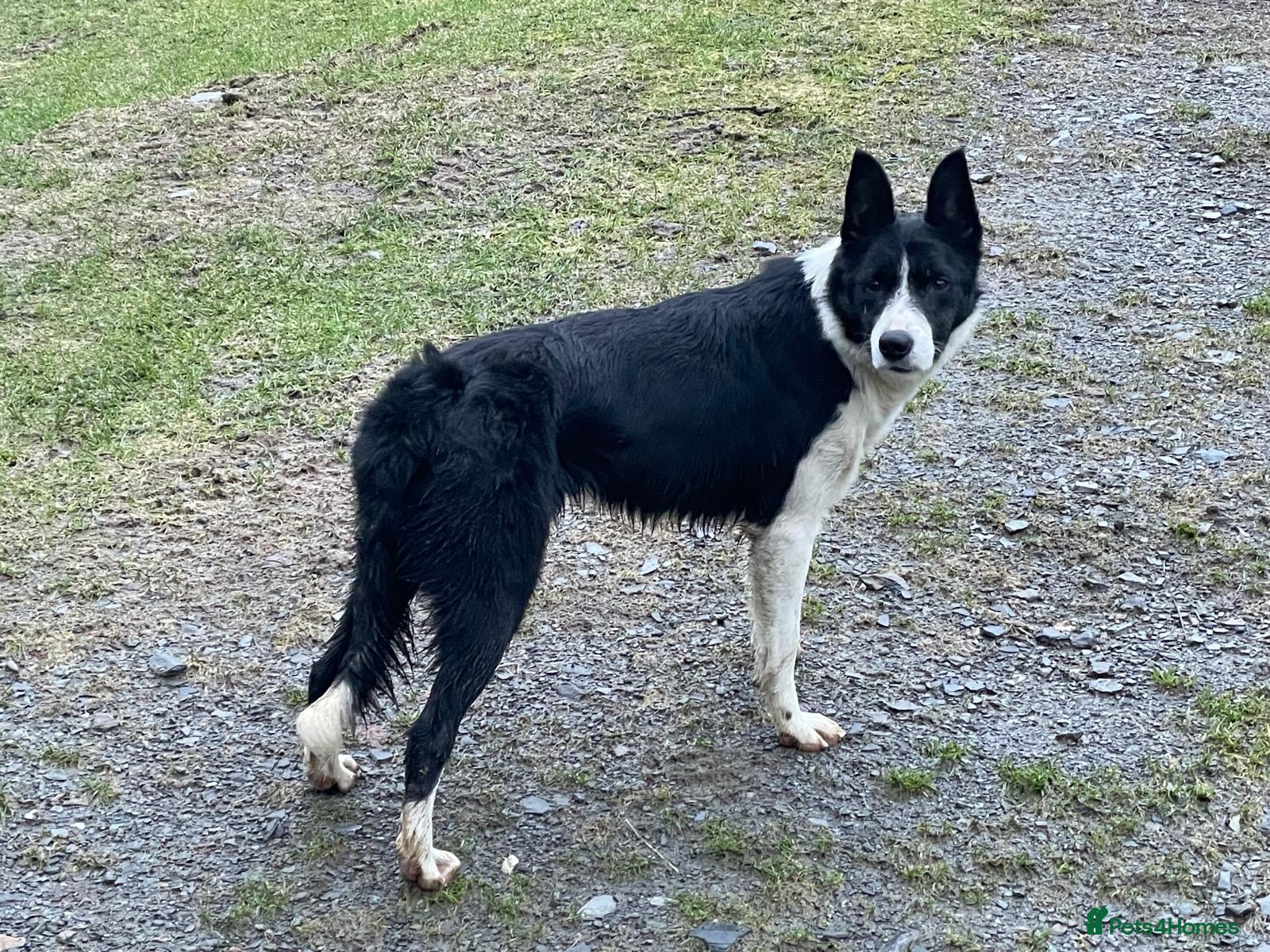 Border Collie dogs ‘Lass’ ISDS registered Border collie for sale  - Advert 1