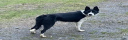 Border Collie dogs for sale: ‘Lass’ ISDS registered Border collie for sale  - Advert 1
