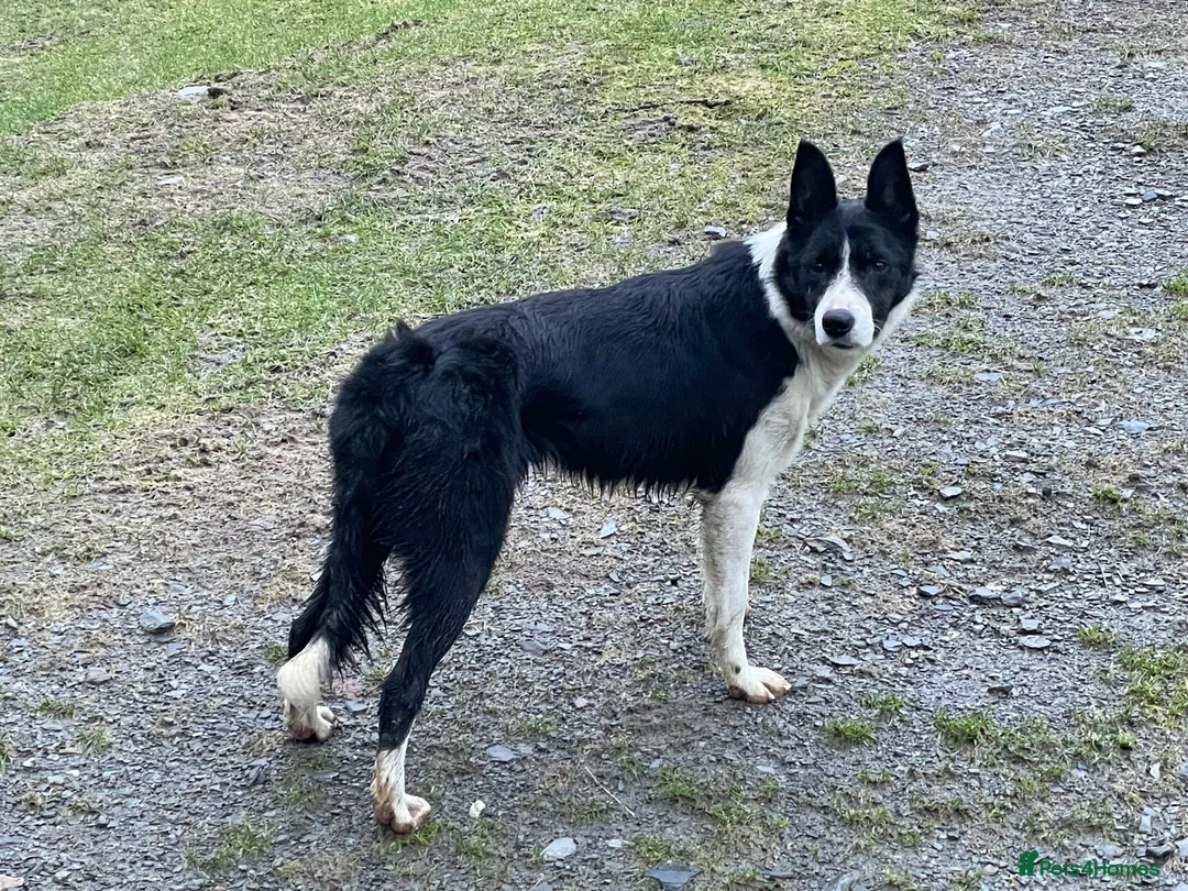 Border Collie dogs for sale: ‘Lass’ ISDS registered Border collie for sale  - Advert 1