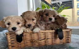 Maltipoo dogs for sale: F1 Beautiful Maltipool Puppies - Advert 7
