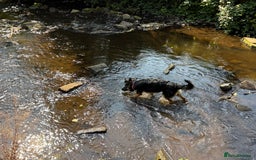 German Shepherd dogs for sale: German Shepherd Dog for sale - Female - Image 5