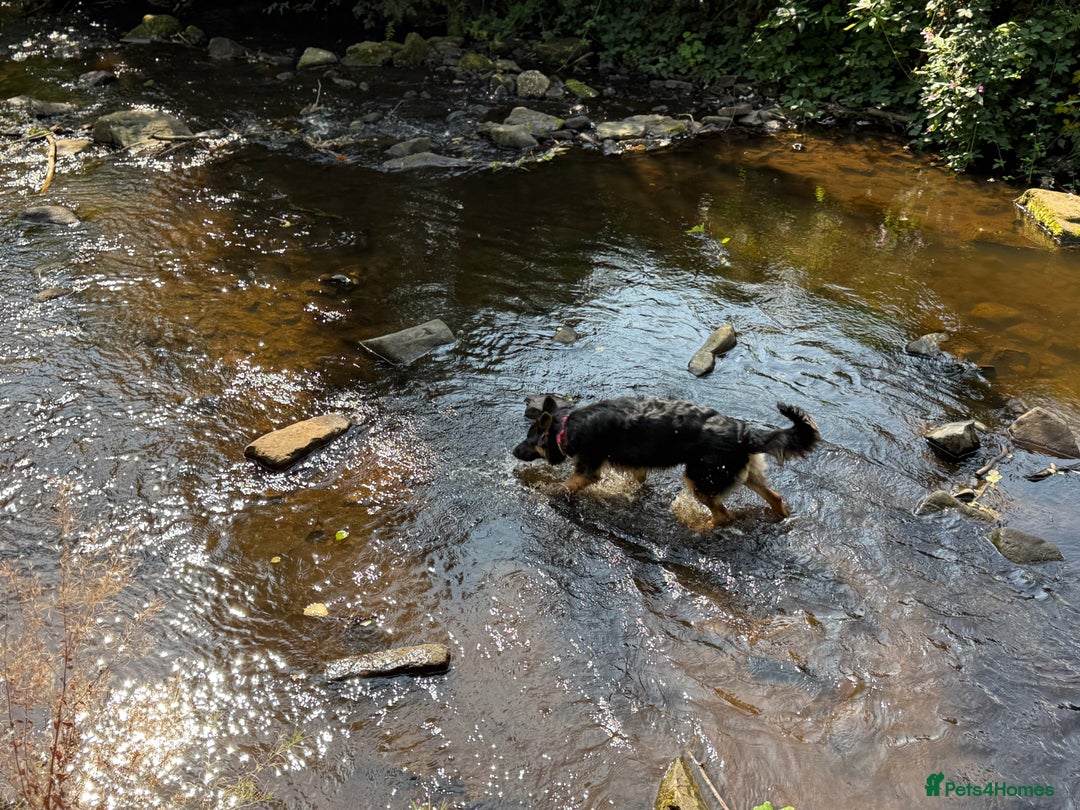German Shepherd dogs for sale: German Shepherd Dog for sale - Female - Image 5