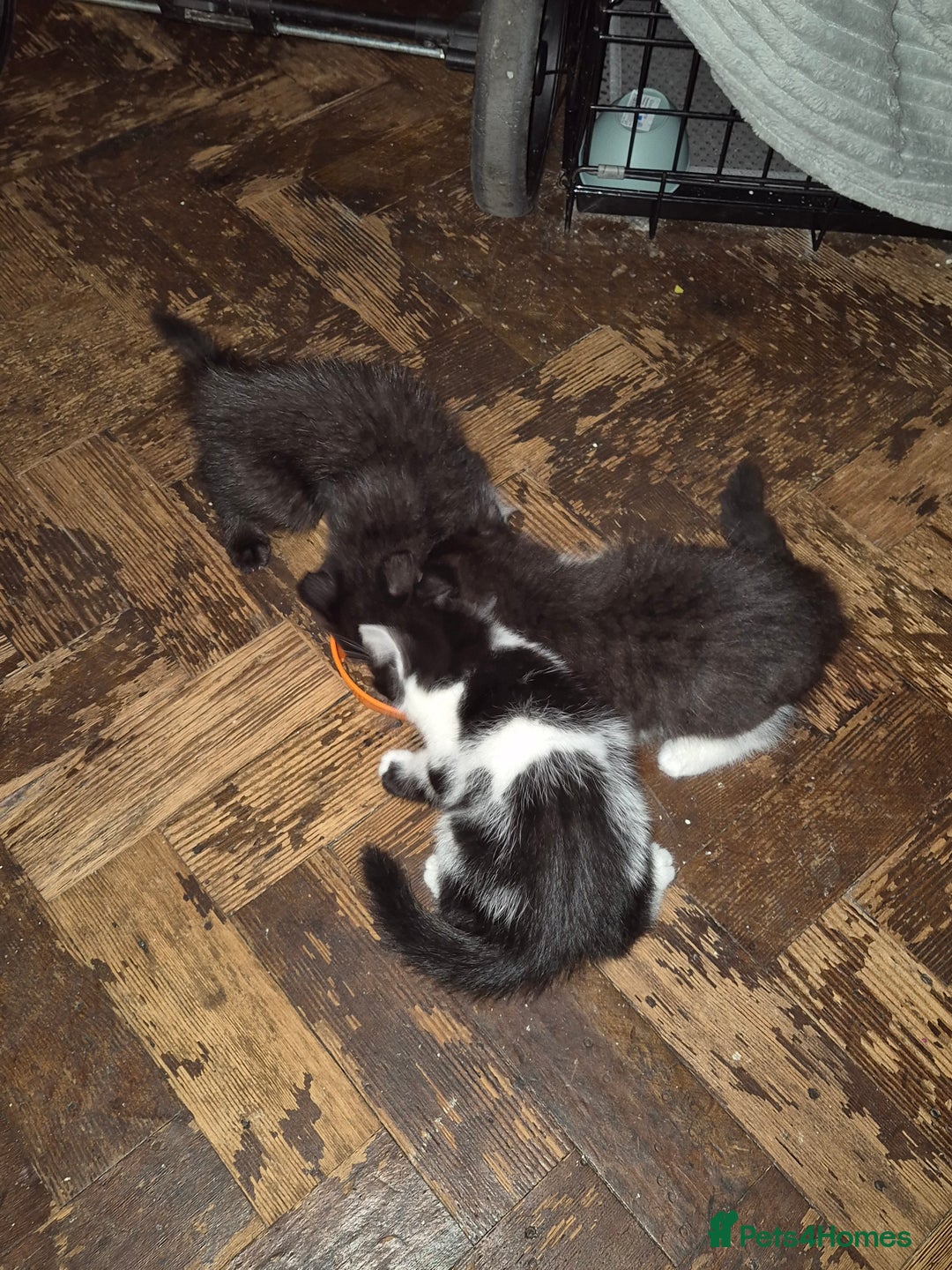 Mixed Breed cats for sale: 3 mixed breed kittens available  - Advert 5