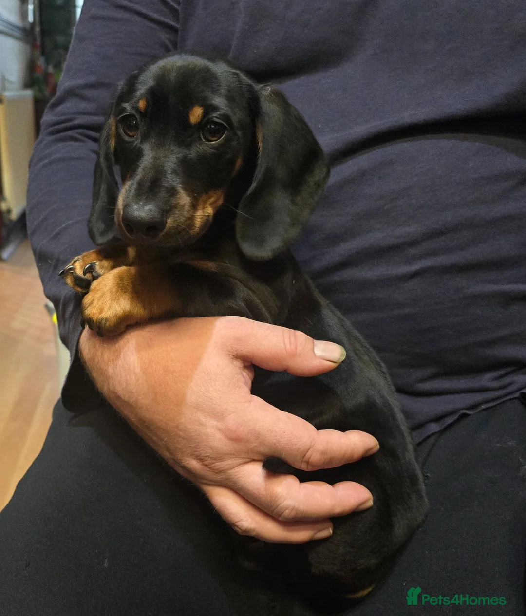 Dachshund dogs for sale: Mega cute half long haired dachshund puppies  - Advert 2