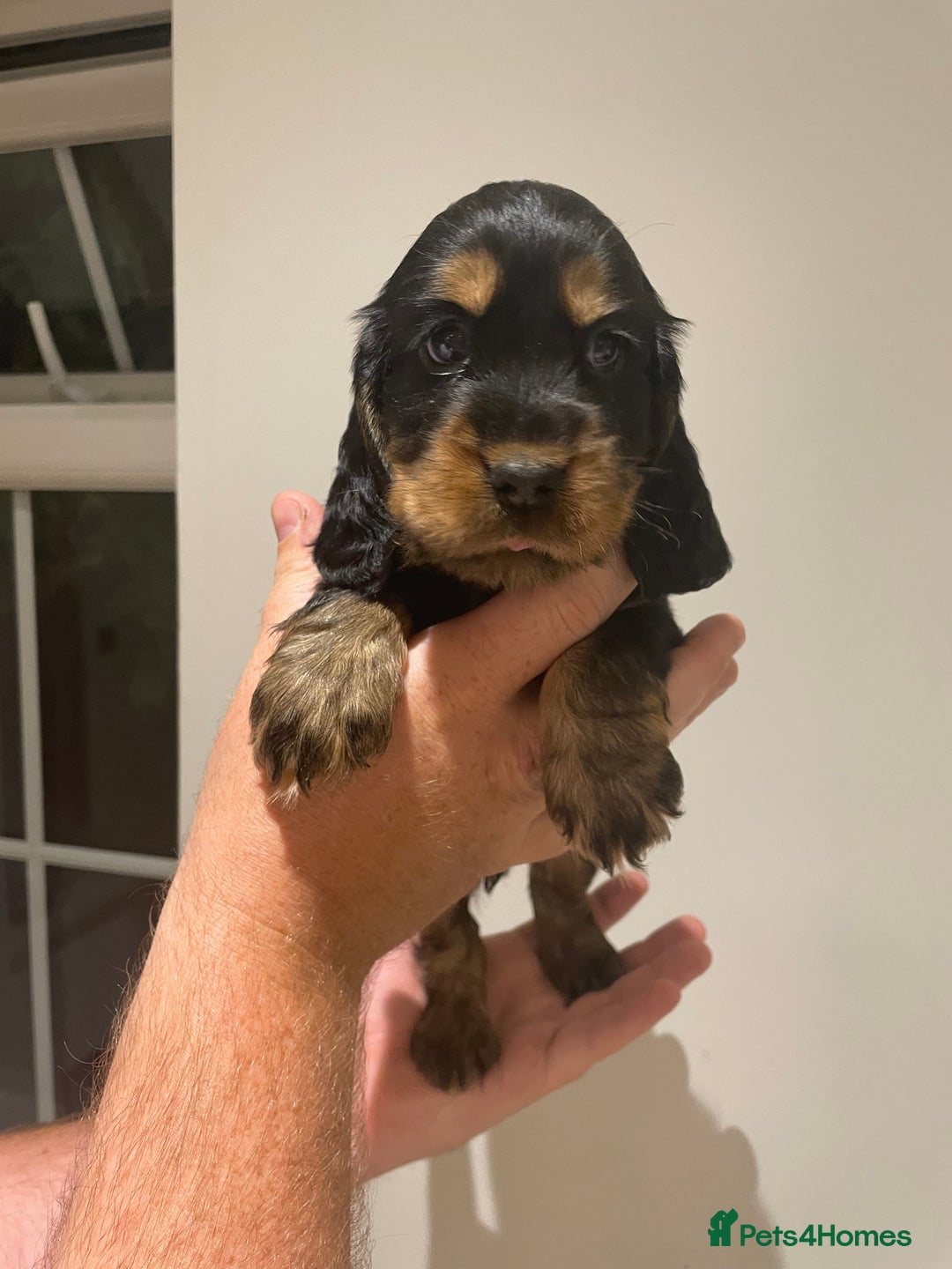 Cocker Spaniel dogs for sale: 6 gorgeous cocker spaniel puppies  - Image 7