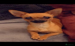 Chihuahua dogs for sale:  Chihuahua Puppies  - Image 5