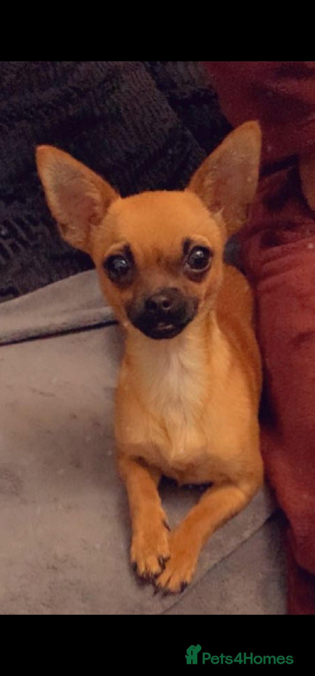 Chihuahua dogs for sale:  Chihuahua Puppies  - Image 5