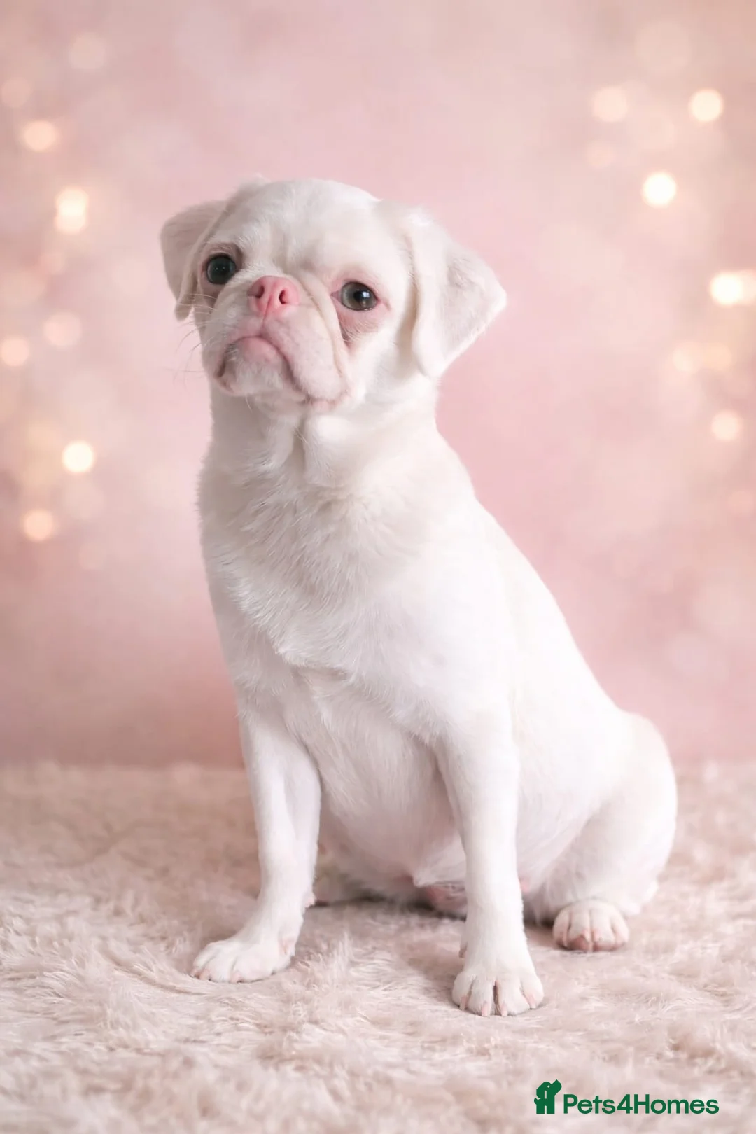Pug dogs for sale: Platinum Pink Female Puppy in Southend-on-Sea - Advert 1