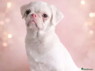 Pug dogs Platinum Pink Female Puppy - Advert 3