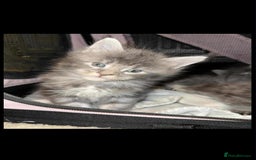 Maine Coon cats for sale: Blue And Blue And White Tabby’s - Image 5