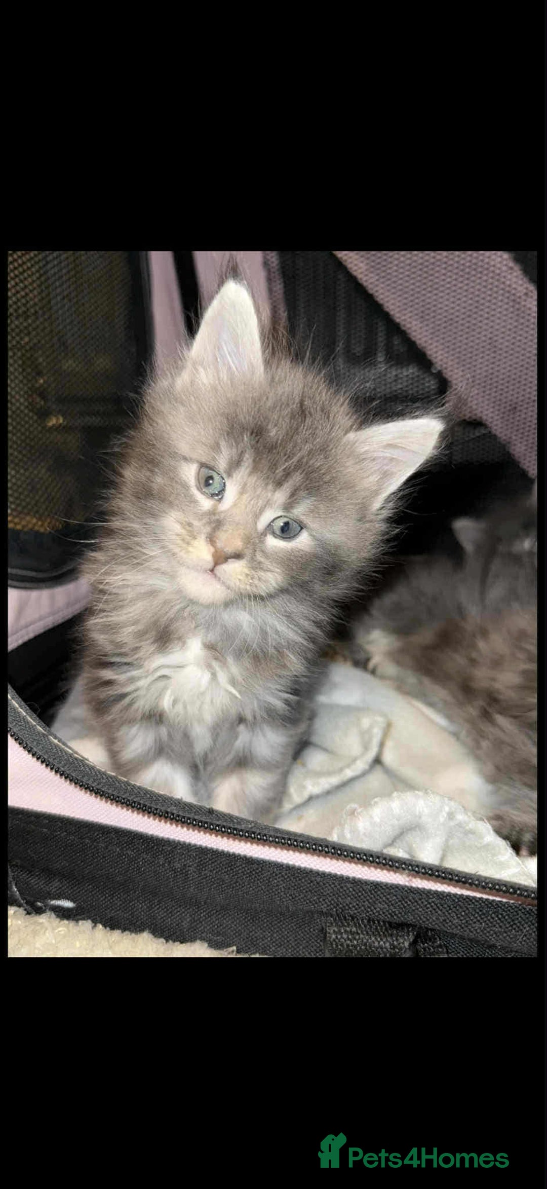 Maine Coon cats for sale: Blue And Blue And White Tabby’s - Image 5