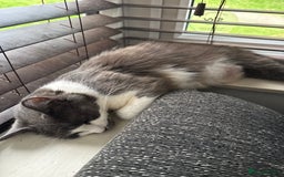 Ragdoll cats for sale: A absolutely gorgeous girl - Image 6