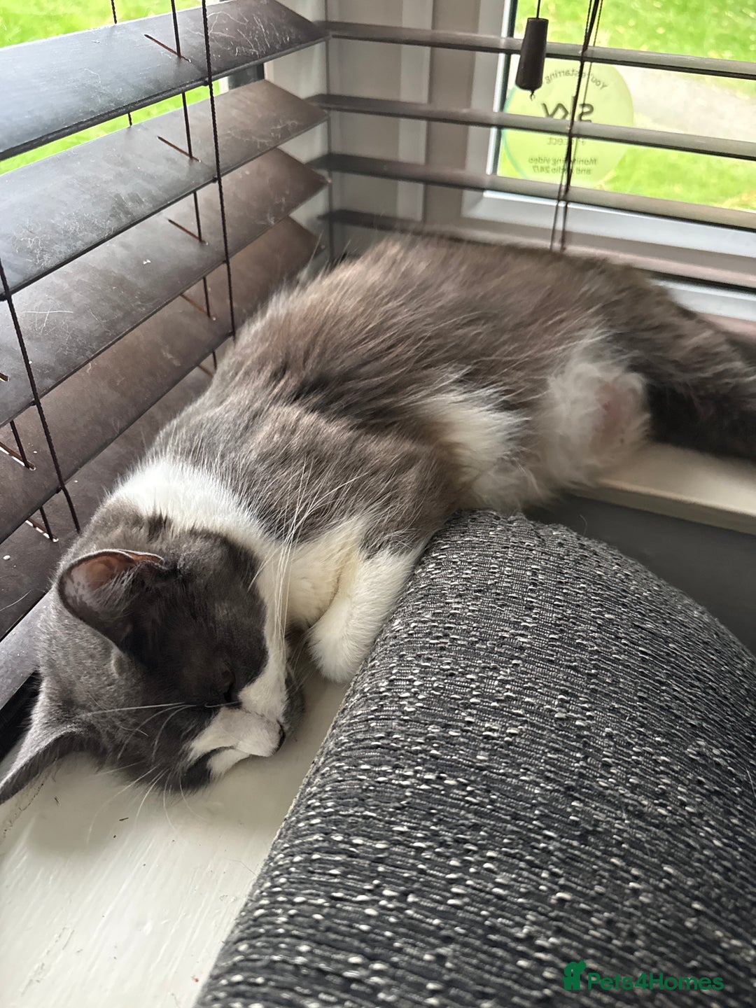 Ragdoll cats for sale: A absolutely gorgeous girl - Image 6
