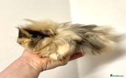 Guinea Pig rodents for sale: Long haired Guinea Pigs For Sale - Image 4
