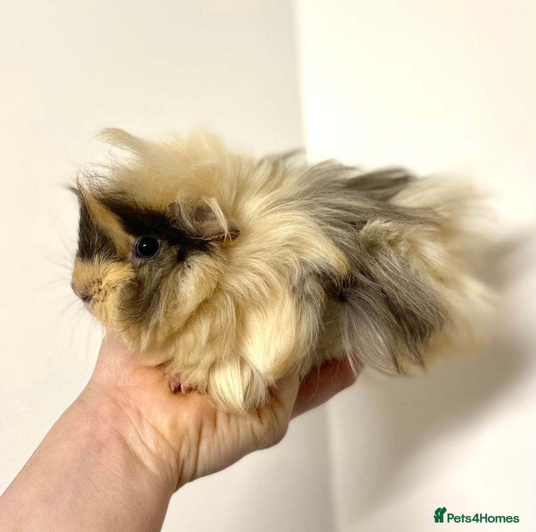 Guinea Pig rodents for sale: Long haired Guinea Pigs For Sale - Image 4