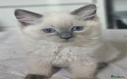Ragdoll cats for sale: 3 stunning ragdoll girls available - Image 1